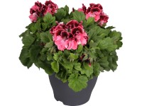 Muškát veľkokvetý 