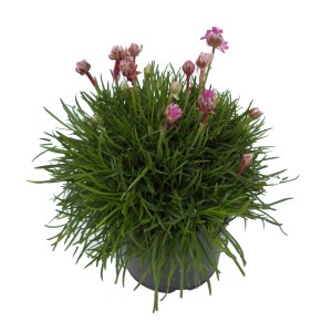 Fialová trávnička prímorská v kvetináči, priemer cca 11 cm. Kvitnúca Armeria maritima.