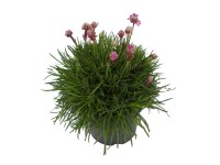 Trávnička prímorská (Armeria maritima), purpurová, pr. kv. cca 11 cm