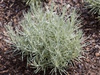 Slamienka talianska Aladin priemer kvetináča cca 12 cm Helichrysum