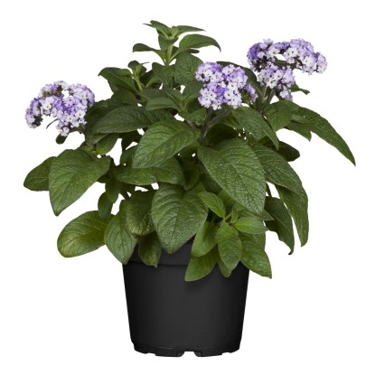 Otočník stromovitý (Heliotropium arborescens) modrý pr. kvetináča 12 cm