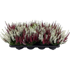 Vresovec červeno-biely v kvetináči, Calluna vulgaris, mrazuvzdorná jesenná rastlina.