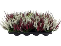 Vres obyčajný červeno-biely priemer kvetináča cca 12 cm Calluna