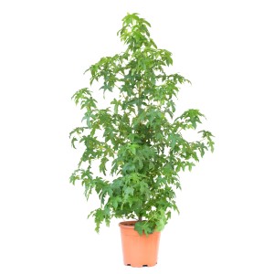 GROW by OBI Ambróvník (Liquidambar Styraciflua) v kvetináči, zelené listy.