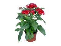 Pentas egyptská hviezda