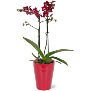 Motýlia orchidea Red Lip v červenom keramickom kvetináči, priemer kvetináča 12 cm, s dvojfarebnými kvetmi.