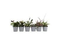GROW by OBI Voskovka (Hoya australis), rôzne druhy, pr. 12 cm