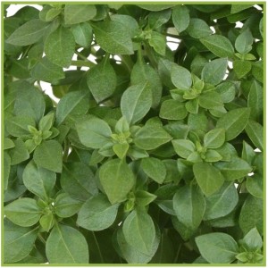 Detailný záber na grécku bazalku GROW by OBI (Ocimum basilicum) v kvetináči so zelenými listami.