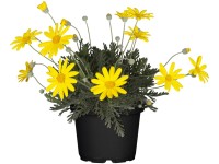 Margaréta (Euryops chrysanthemoides), žltá, kvetináč cca 11 cm