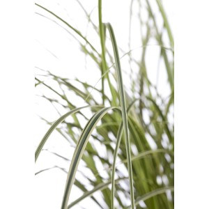 Zlatistá ostrica (Carex brunnea variegata) v kvetináči, žlto-zelené listy.