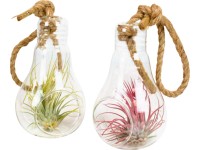 Aranžmán tillandsií (Tillandsia ionantha) v sklenenej nádobe, pr. cca 12 cm