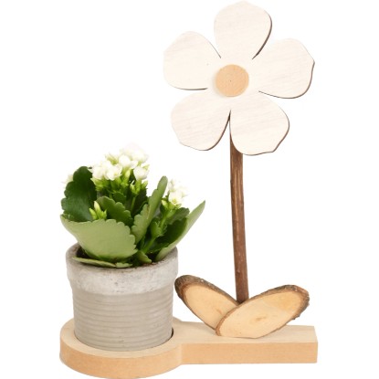 Kalanchoe Blossfeldova v drevenom kvetináči s dekoračným kvietkom cca 6 cm