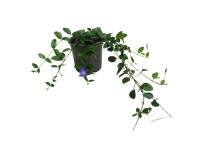 Farbienok menší (Vinca minor) Farbienok menší (Vinca minor)