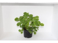 Jahodník previsnutý plodiaci viackrát ročne, pr. kvetináča 11 cm