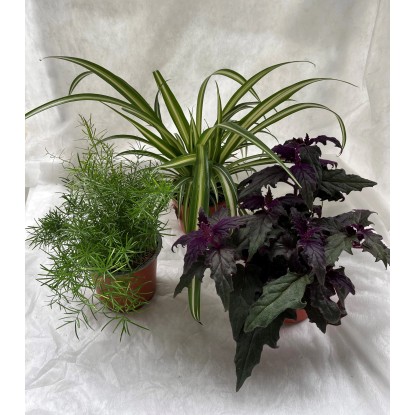 Izbové rastliny Klasik, pr. kvetináča 12 cm