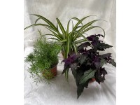 Izbové rastliny Klasik, pr. kvetináča 12 cm