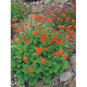 Oranžový GROW by OBI Kuklík v kvetináči, cca 13 cm Ø. Mrazuvzdorná rastlina v kvetináči s jasnými kvetmi.