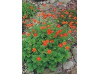 OBI Kuklík šarlátový oranžový priemer kvetináča cca 13 cm Geum OBI Kuklík šarlátový oranžový priemer kvetináča cca 13 cm Geum