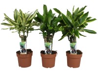 GROW by OBI Dračinec (Dracaena fragrans), rôzne odrody, pr. cca 17 x 55 - 75 cm