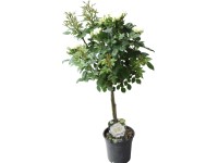 Stromčeková ruža biela výška cca 70 - 80 cm objem kvetináča cca 2 l