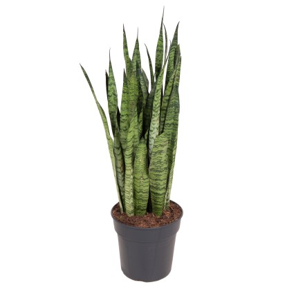 Svokrin jazyk (Sansevieria zeylanica), výška cca 95-105 cm, pr. kv. cca 27 cm