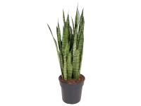 Svokrin jazyk (Sansevieria zeylanica), výška cca 95-105 cm, pr. kv. cca 27 cm