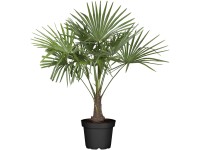 Landgard Trachykarpus žinený (Trachycarpus fortunei) výška 100-120 cm, pr. 30 cm