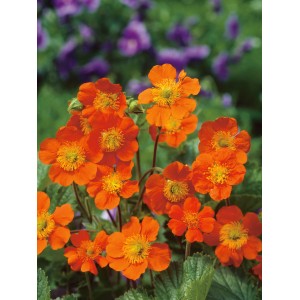 Oranžový GROW by OBI Kuklík v kvetináči, cca 13 cm Ø. Stálezelená trvalka s jasnými kvetmi.