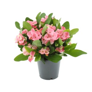GROW by OBI Christusdorn Tiara Charlotte v kvetináči, ružovo kvitnúca rastlina so zelenými listami.