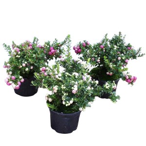 Gaultheria mucronata (Torfmyrte) v kvetináči s bielymi a ružovými bobuľami.