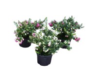 GROW by OBI Gaultéria hrotitá (Pernettya mucronata) cca výška 10 cm, pr. 10,5 cm