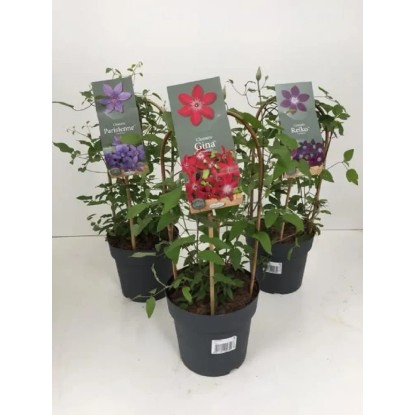 Plamienok (Clematis Hybriden), rôzne druhy, 35 cm, pr. 9 cm