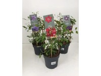 Plamienok (Clematis Hybriden), rôzne druhy, 35 cm, pr. 9 cm