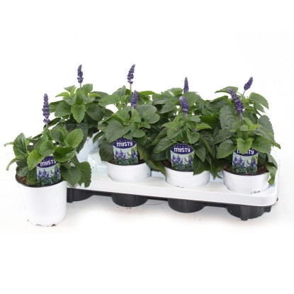 GROW by OBI Šalvia pomúčená (Salvia farinacea) "Mystic Spires" pr. 13 cm