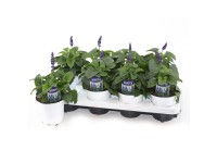 GROW by OBI Šalvia pomúčená (Salvia farinacea) 