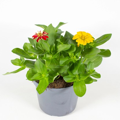 Ostálka krásna (Zinnia elegans) trio, 20-30 cm, pr. kv. 13 cm