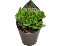 Royal Lemkes Rôzne druhy sukulentov cca pr. 14 cm