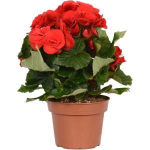 Červená begónia GROW by OBI v kvetináči, výška cca 28-34 cm. Kvitnúca izbová rastlina.