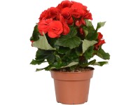 GROW by OBI Begónia (Begonia elatior) červená, výška 28-34 cm, pr. kv. cca 13 cm