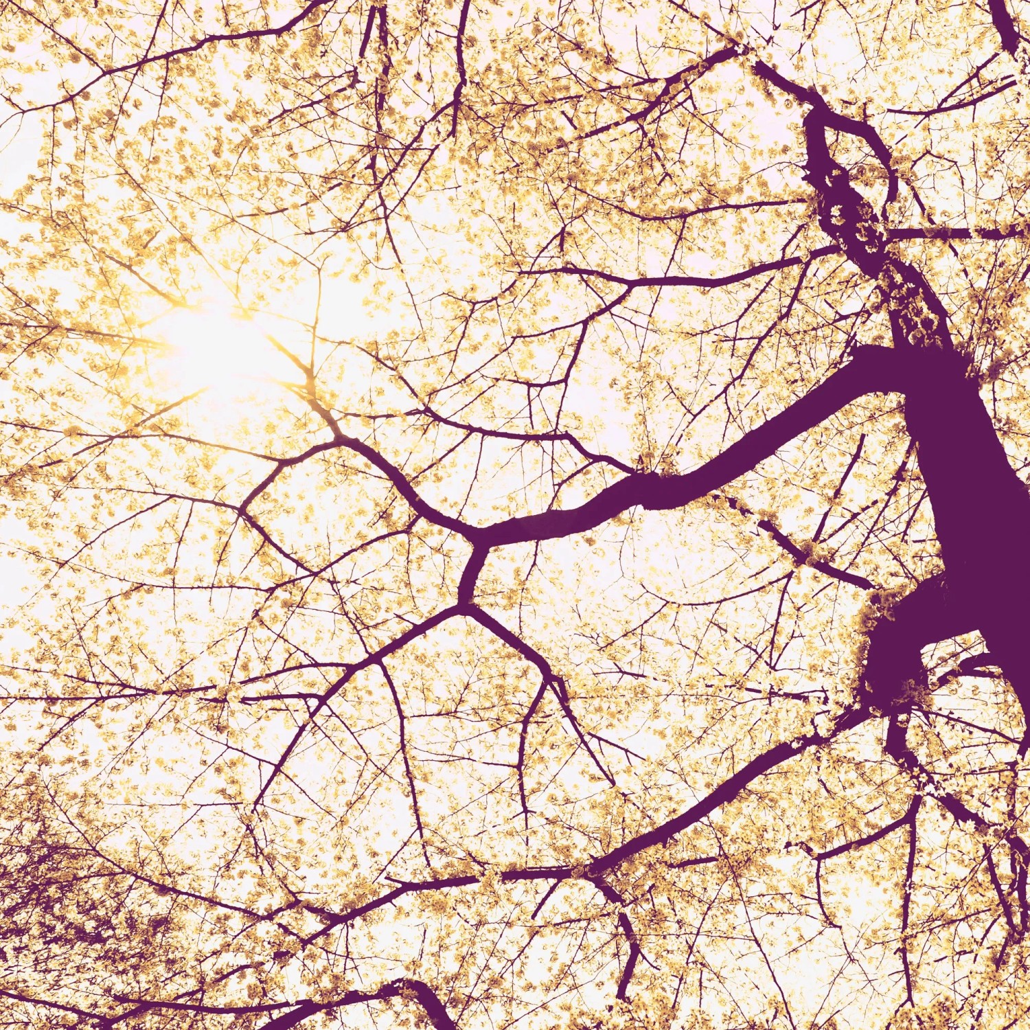 E-shop Komar Vliesová fototapeta Sunshine 200 x 250 cm