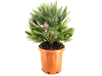 GROW by OBI Žumara nízka (Chamaerops humilis) 