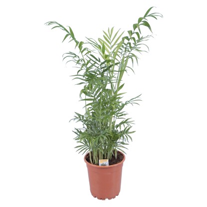 Chamaedorea pôvabná, pr. kvetináča cca 17 cm