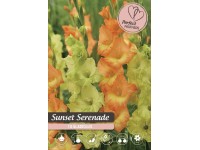 Royal De Ree Holland Kvetinové cibuľky Mečíky 