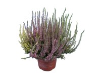 Q-Flower Vres obyčajný (Calluna vulgaris) 