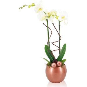 Orchideové aranžmán v guľatom kvetináči (Ø 15 cm) s bielymi kvetmi a vianočnou dekoráciou.