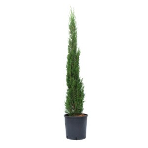 Zelený toskánsky cyprus (Cupressus sempervirens) v kvetináči, cca 80/100 cm vysoký.