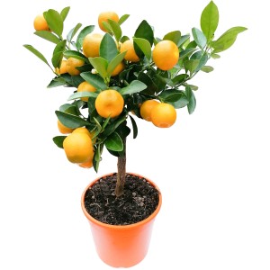 GROW by OBI Citrus stromček (Citrus mitis) v kvetináči, výška cca 40 cm, s oranžovými plodmi.