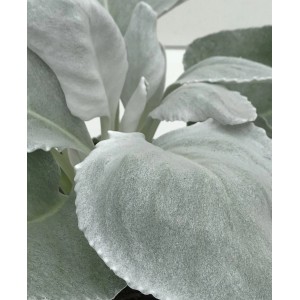Strieborný starček (Senecio) Angel Wings, výška 20 - 30 cm, pr. 17 cm