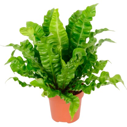 GROW by OBI Slezinník (Asplenium) "Crispy Wave" výška cca 25 cm pr. kv. cca 12cm