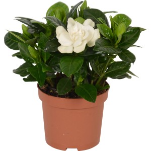 GROW by OBI Gardénia s krémovo bielym kvetom v hnedom kvetináči, cca 9 cm Ø.